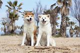 AKITA INU 121
